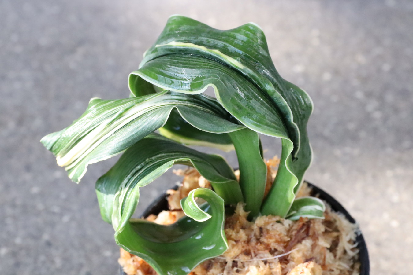 豊明園 / 獅子系