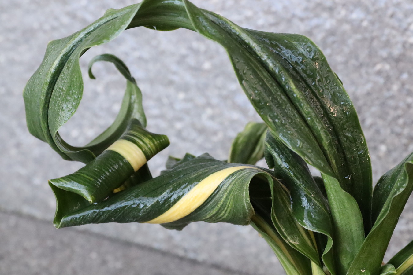 豊明園 / 獅子系