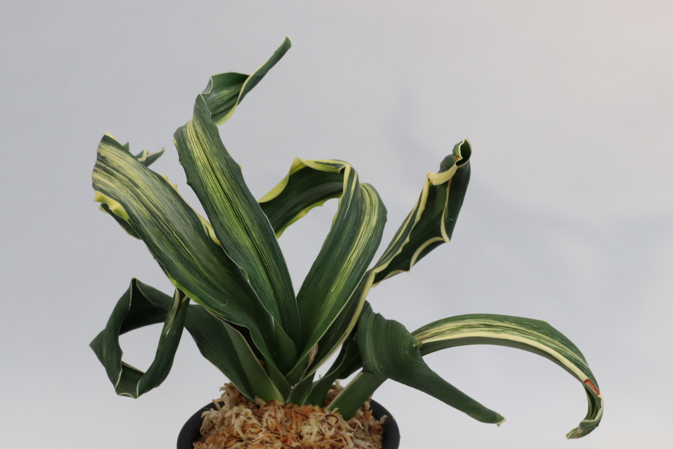 5361,月光丸(げっこうまる)　🌙1431,　【新登録！！！】【はきずはきれ多い大特価】※春から秋は生長期なので姿は変わっていきます