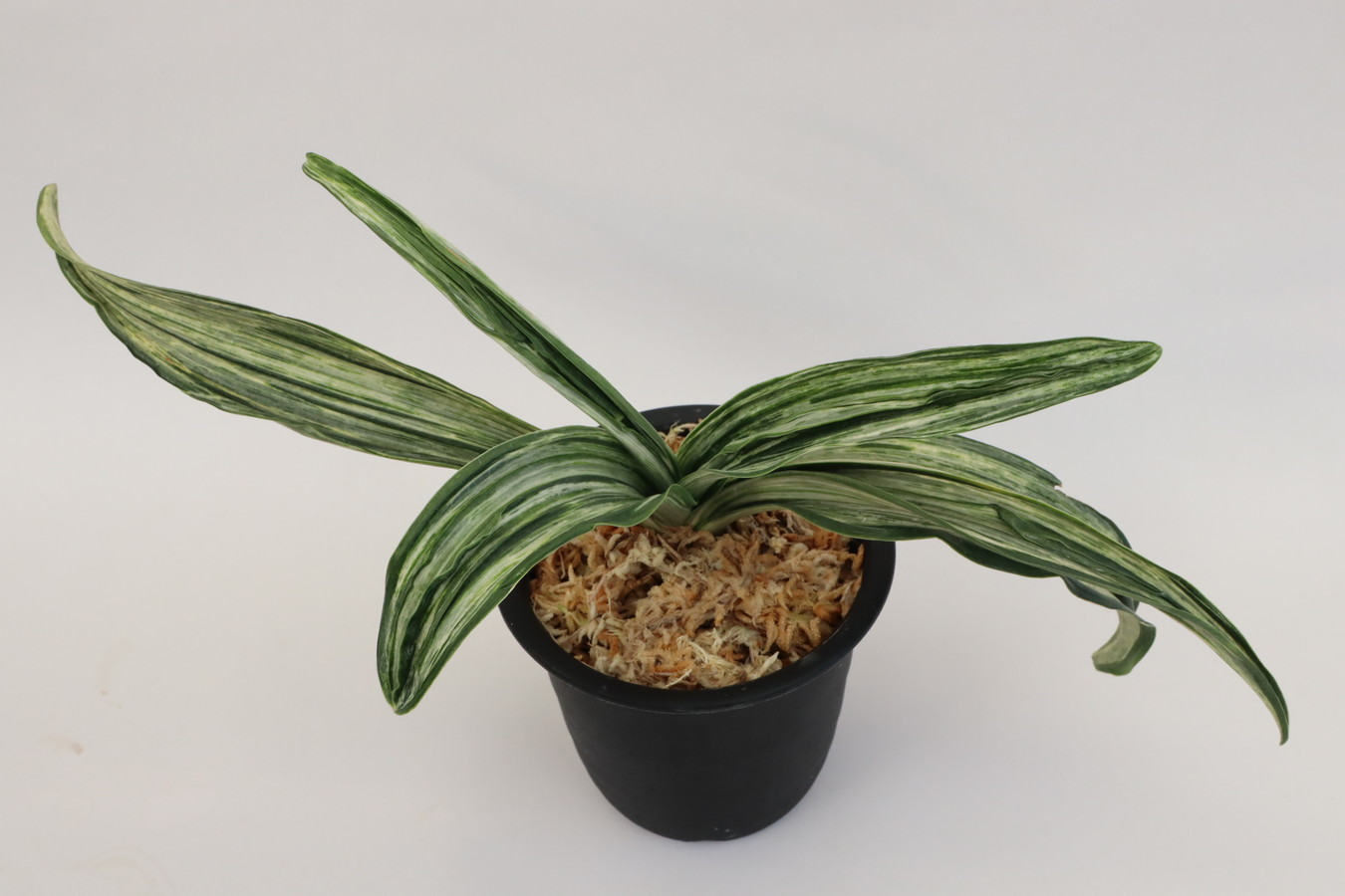 6433,日出の松(ひいでのまつ)　1421,　【はきずはきれ多い大特価】三光日出と呼ばれていた　※春から秋は生長期なので姿は変わっていきます