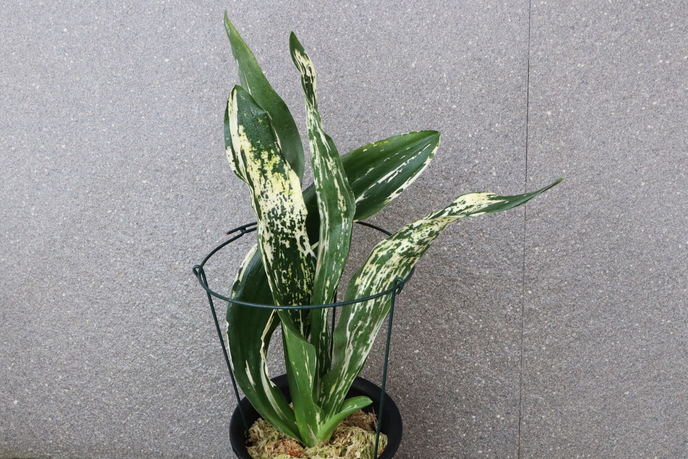 5674,残雪(ざんせつ)　特級　江戸　1465,　【はきずはきれ多い大特価！】　※春から秋は生長期なので姿は変わっていきます