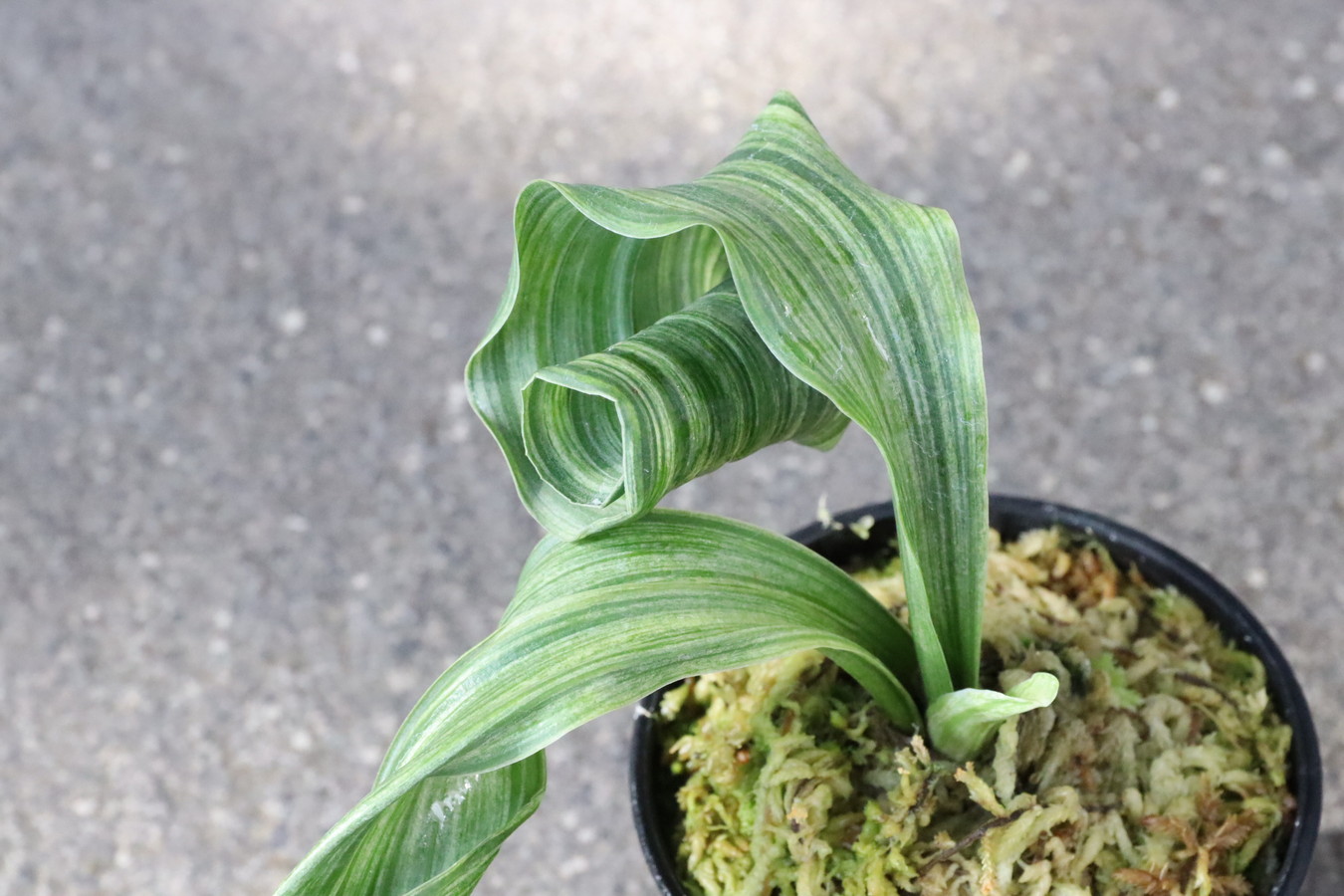 6089,　獅子　飛龍(ひりゅう)　希少種　1446,　【はきずはきれ多い大特価！】　※春から秋は生長期なので姿は変わっていきます