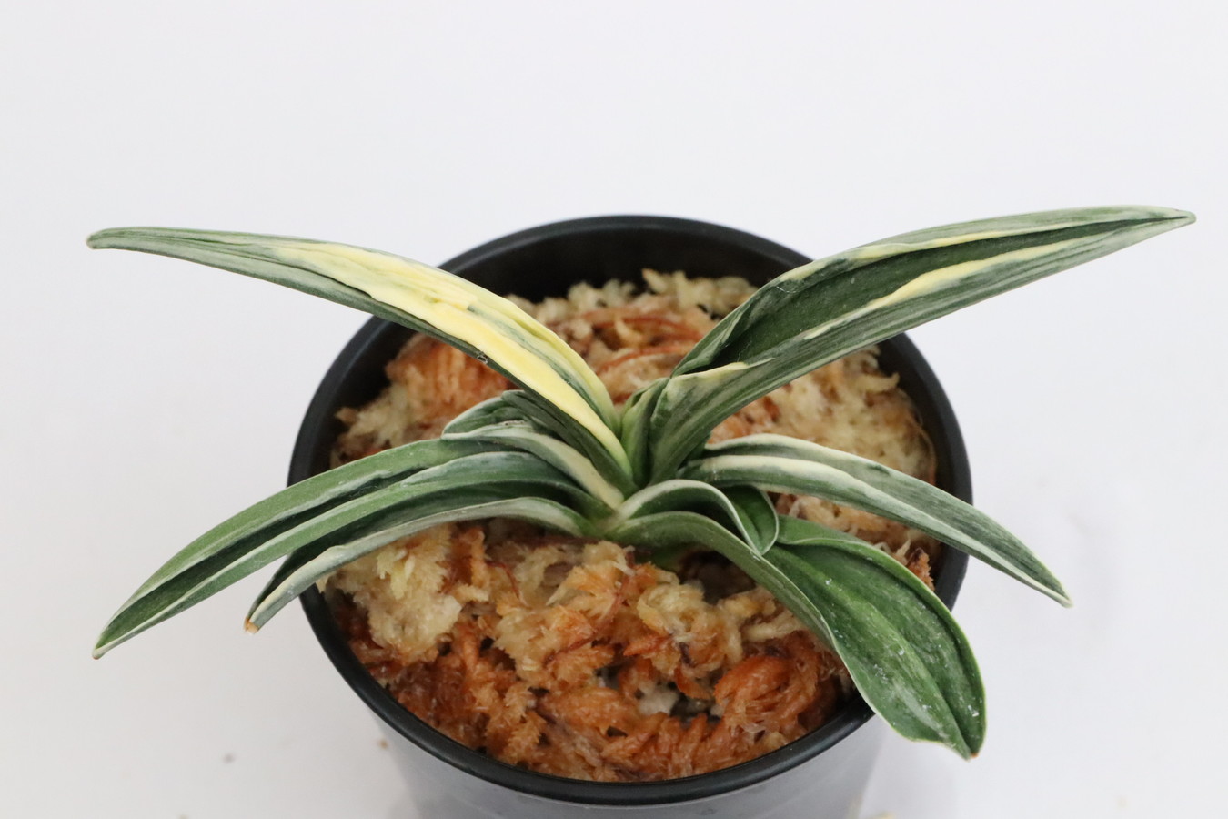 8135,鉄舟(てっしゅう)　1361,　珍しい　【はきずはきれ多い大特価！！！】※春から秋は生長期なので姿は変わっていきます