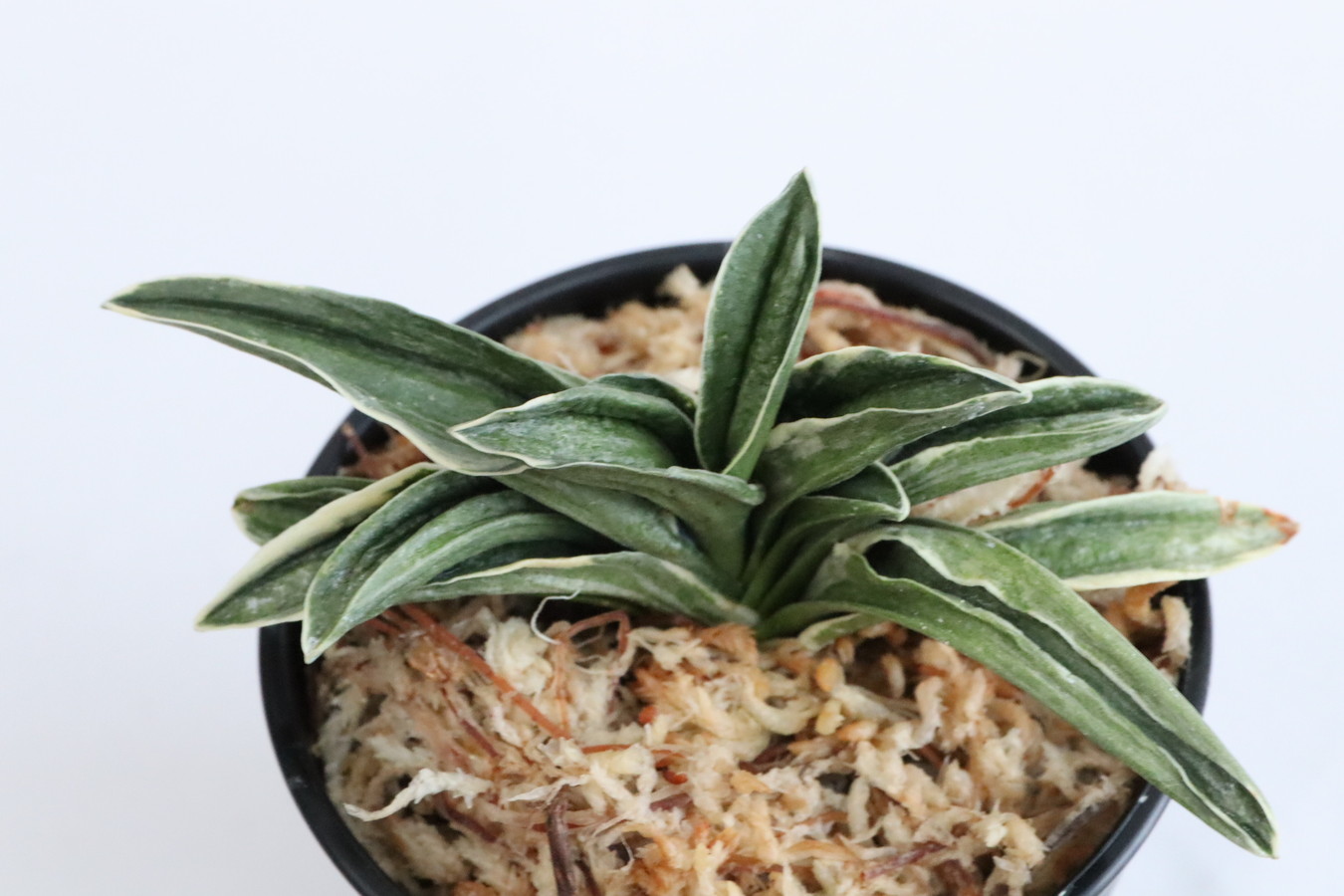 8359,瑞兆(ずいちょう)　1389,　【はきずはきれ多い大特価！】※春から秋は生長期なので姿は変わっていきます