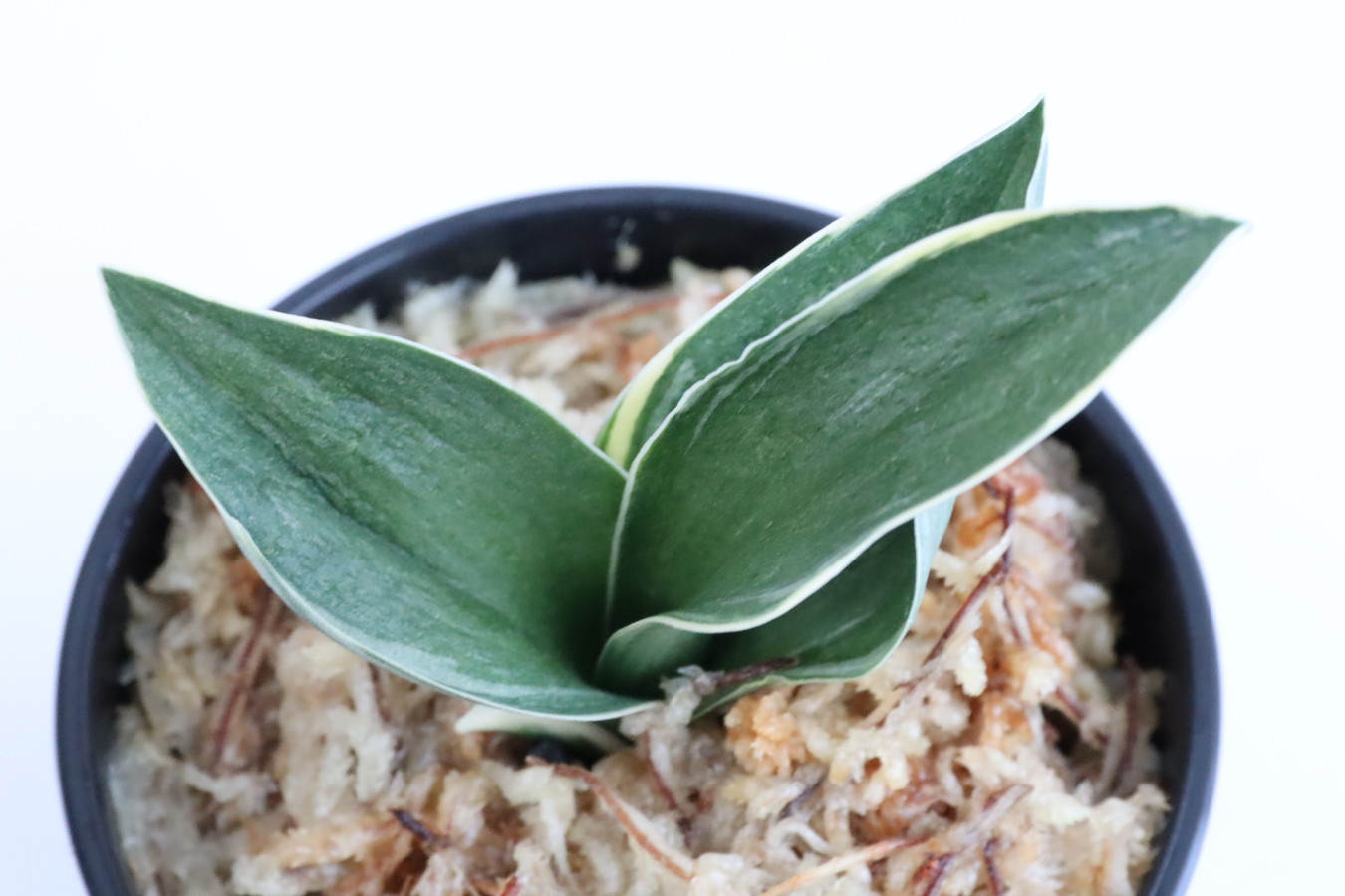 8352,錦(にしき)　1394,　【はきずはきれ多い大特価！！！】　※春から秋は生長期なので姿は変わっていきます