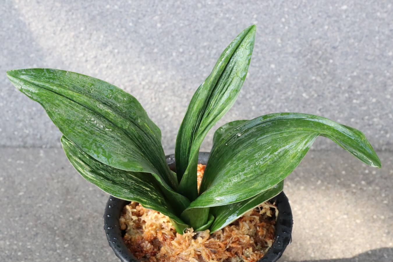 7099,覇王(はおう)(仮？)　1522,　金剛丸×太陽　R6時点で8本　【はきずはきれ多い大特価！】※春から秋は生長期なので姿は変わっていきます