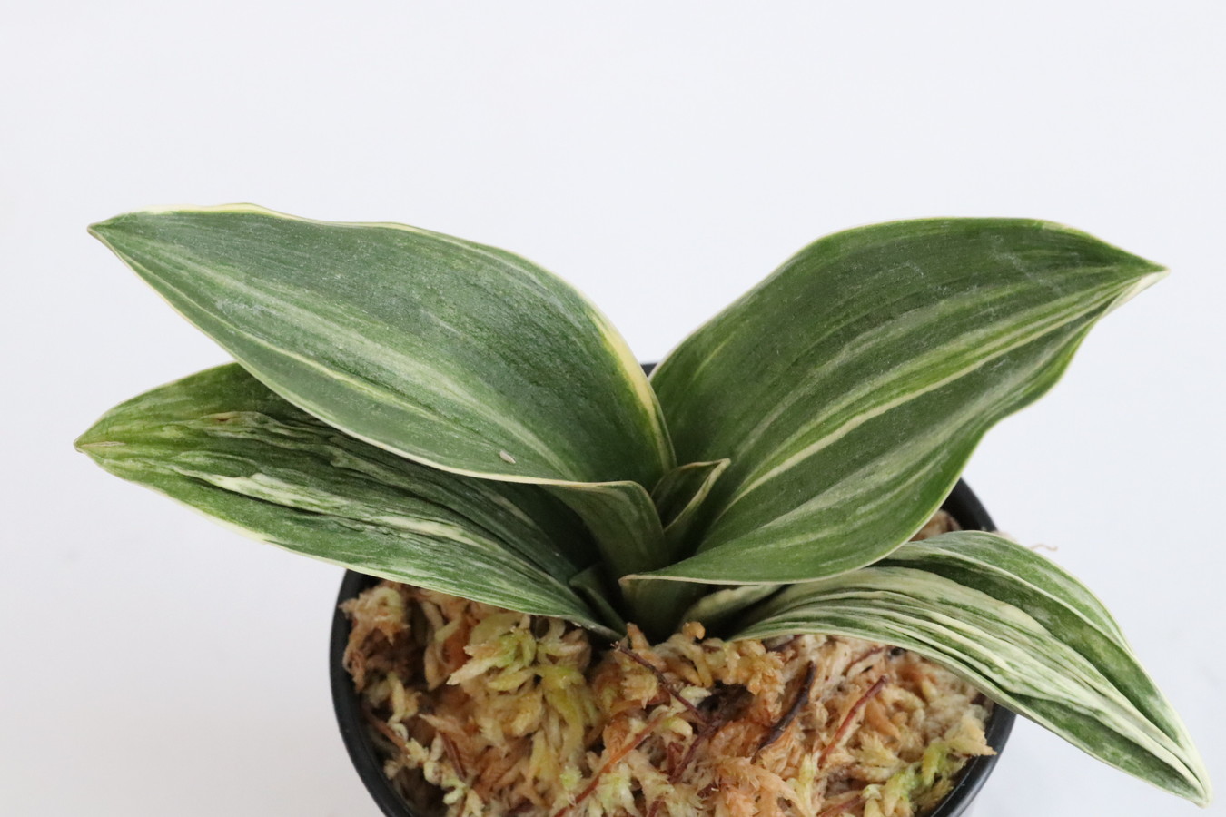 6926,佐野大車×ダルマ　数不明　最上縞！　覆輪狙える？縞？覆輪？　1398,　【はきずはきれ多い大特価！】※春から秋は生長期なので姿は変わっていきます