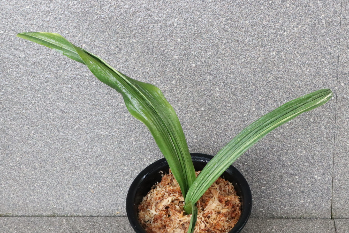 6422, VA　鷹　羅紗親最上級　♂♀　非常に珍しい縞　【はきずはきれ多い大特価】※春から秋は生長期なので姿は変わっていきます