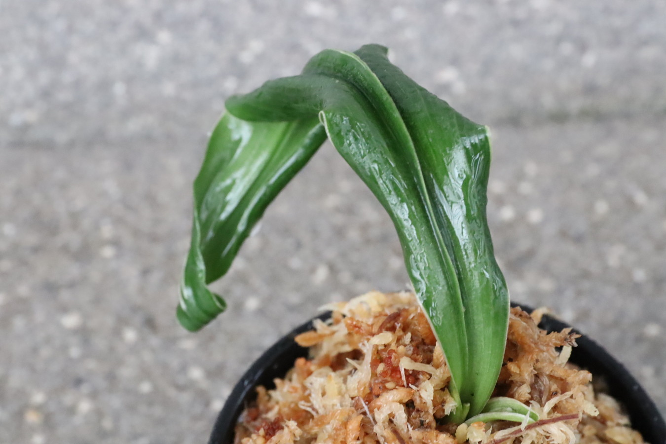 豊明園 / 獅子系