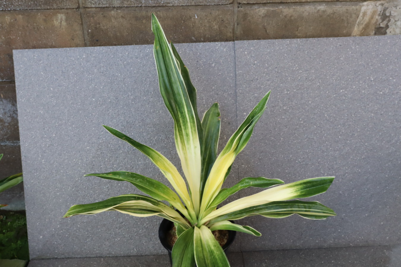 7225,萬世の光　(ばんせいのひかり）万世の光　1468,　希少　細かなこうとめ最上縞？！縞覆輪！【はきずはきれ多い特価】　※春から秋は生長期なので姿は変わっていきます