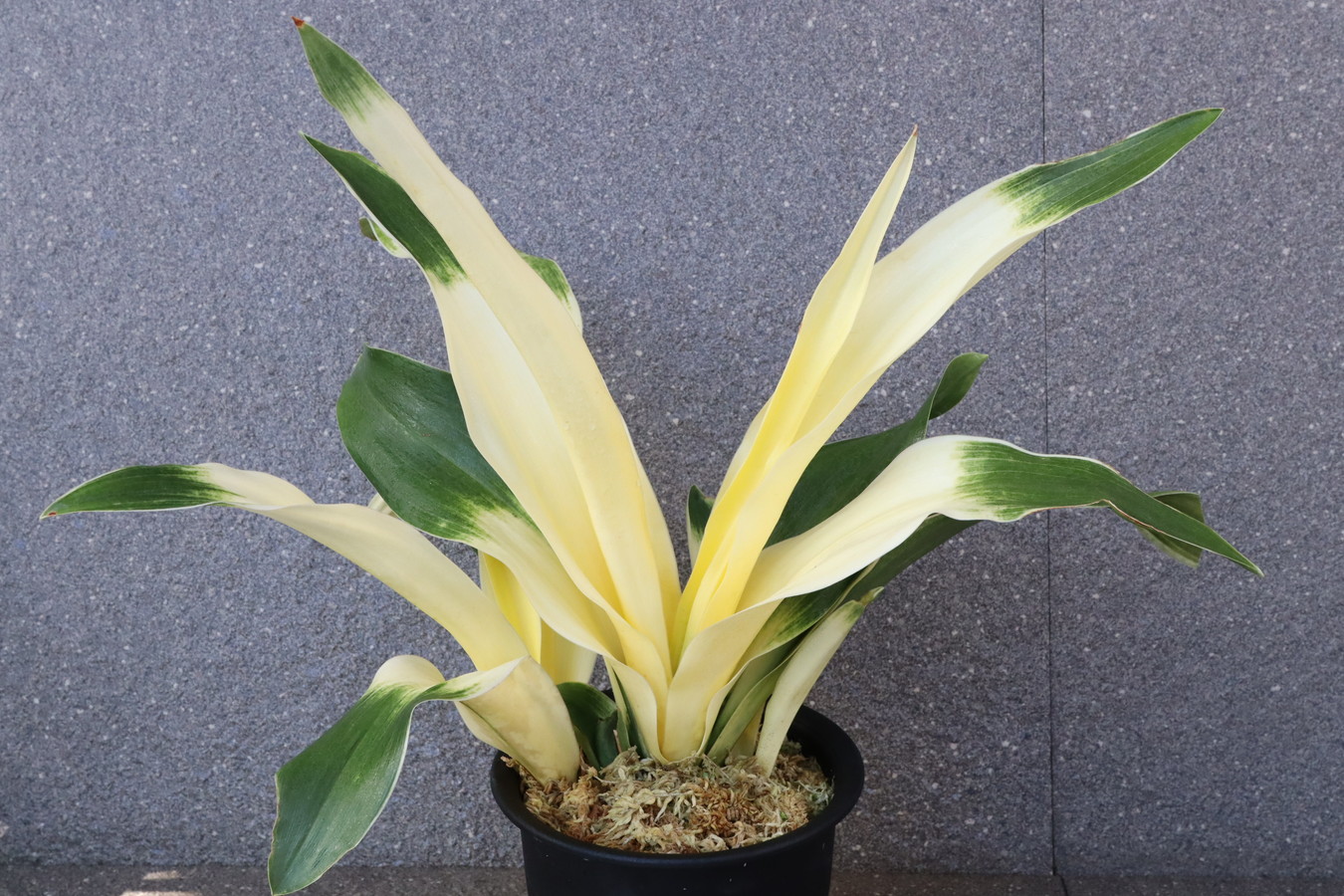 5689,大葉　吾平の光(あいらのひかり)1461,　【最初の1枚目の写真です】【はきずはきれ多い大特価！】　※春から秋は生長期なので姿は変わっていきます