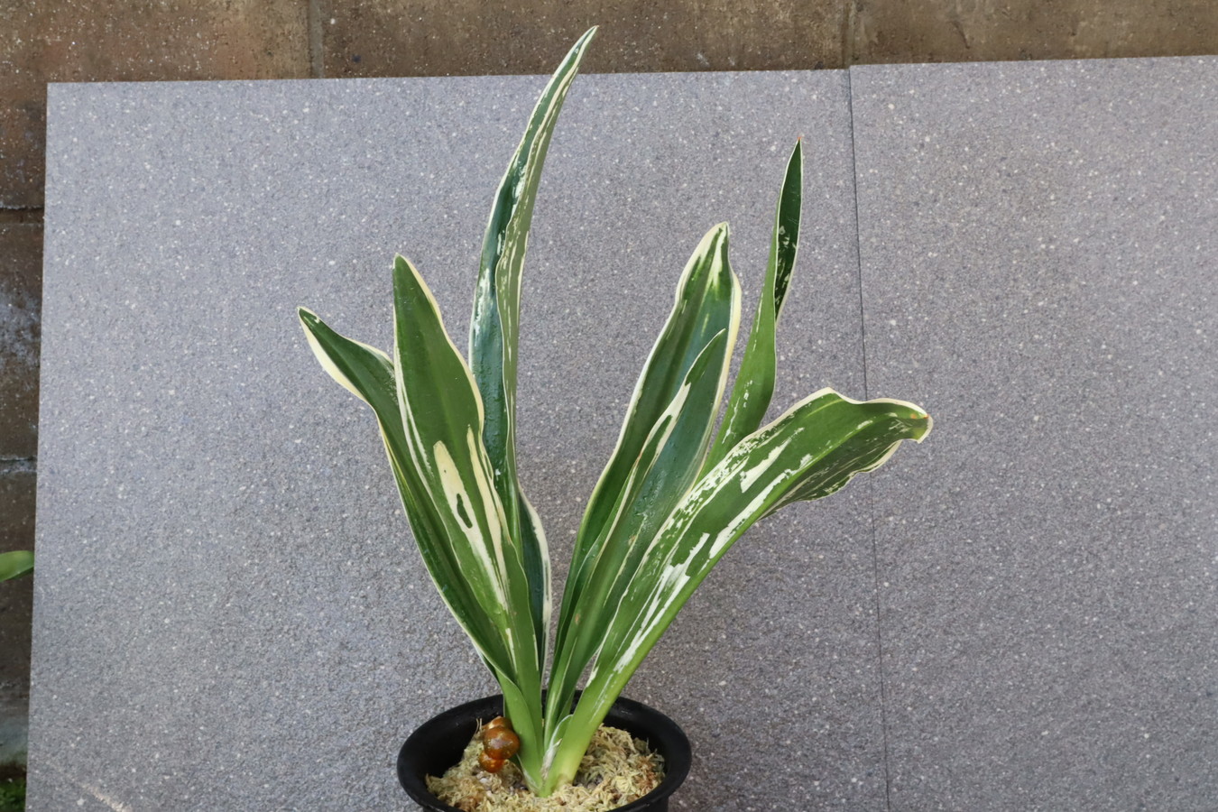 7111,　 龍巻都の図（たつまきみやこのず）1460,　全国トップ系統！【はきずはきれ多い大特価】※春から秋は生長期なので姿は変わっていきます