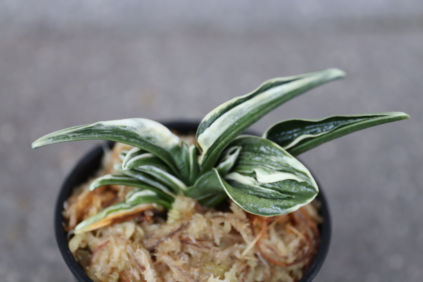 6751,麒麟錦(きりんにしき)　1524,　【はきずはきれ大特価！】※春から秋は生長期なので姿は変わっていきます