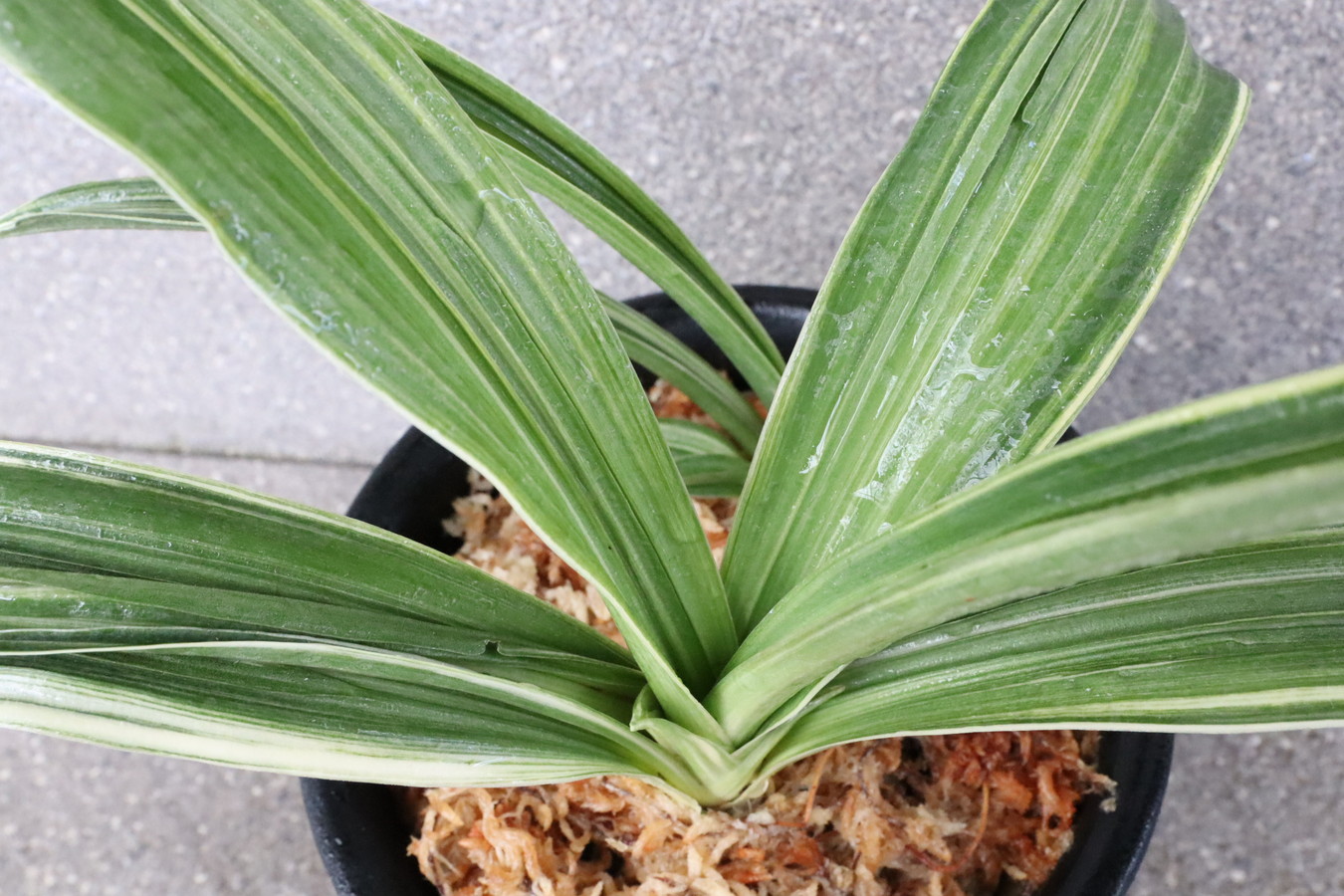 6462,佐野大車×琴治大宝　数不明　♂♀縞こうとめ最上！　【はきずはきれ多い大特価】※春から秋は生長期なので姿は変わっていきます