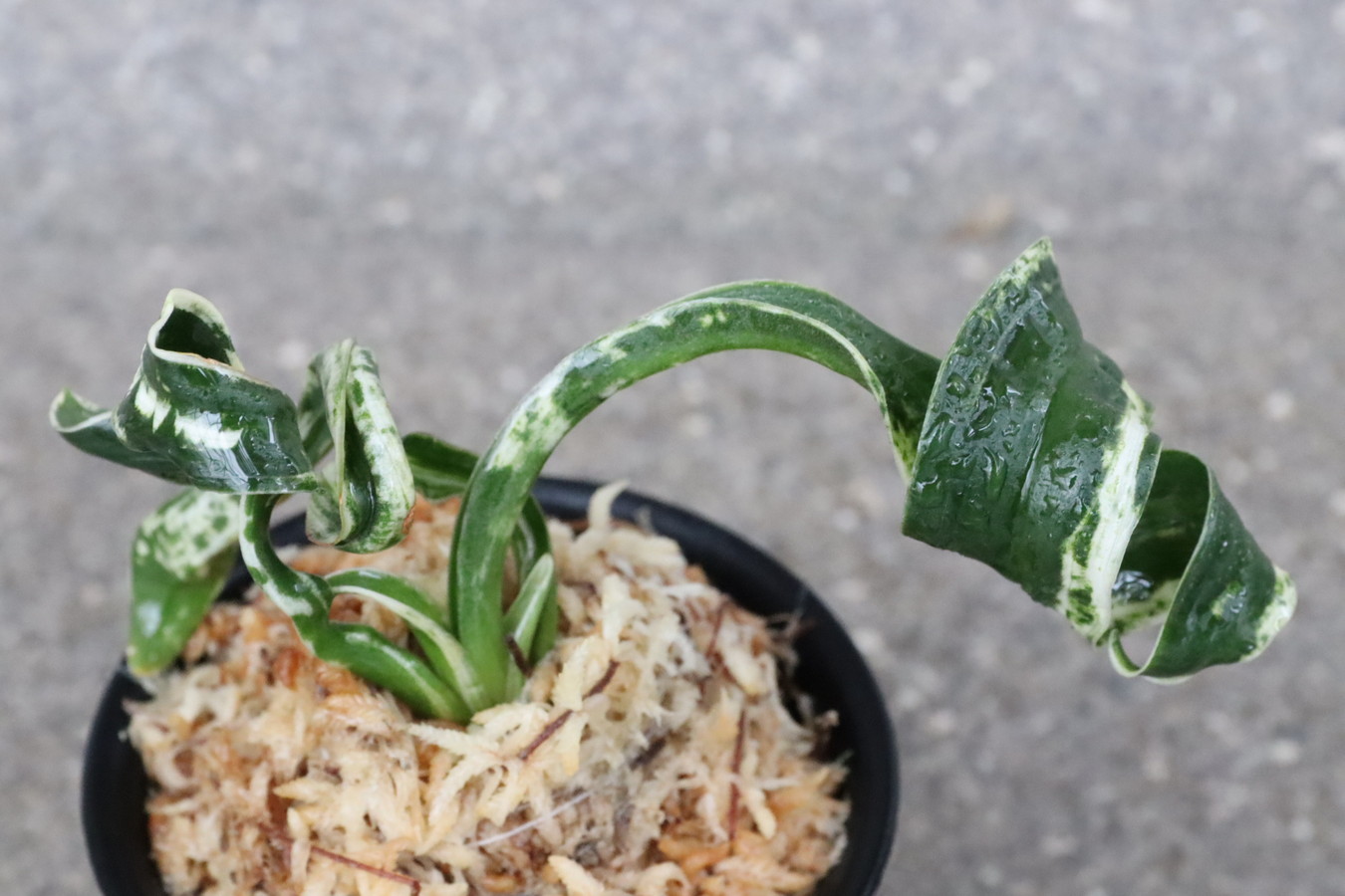 6145,輪波獅子(わなみしし)　白さ抜群　特別性　【はきずはきれ多い特価】　※春から秋は生長期なので姿は変わっていきます