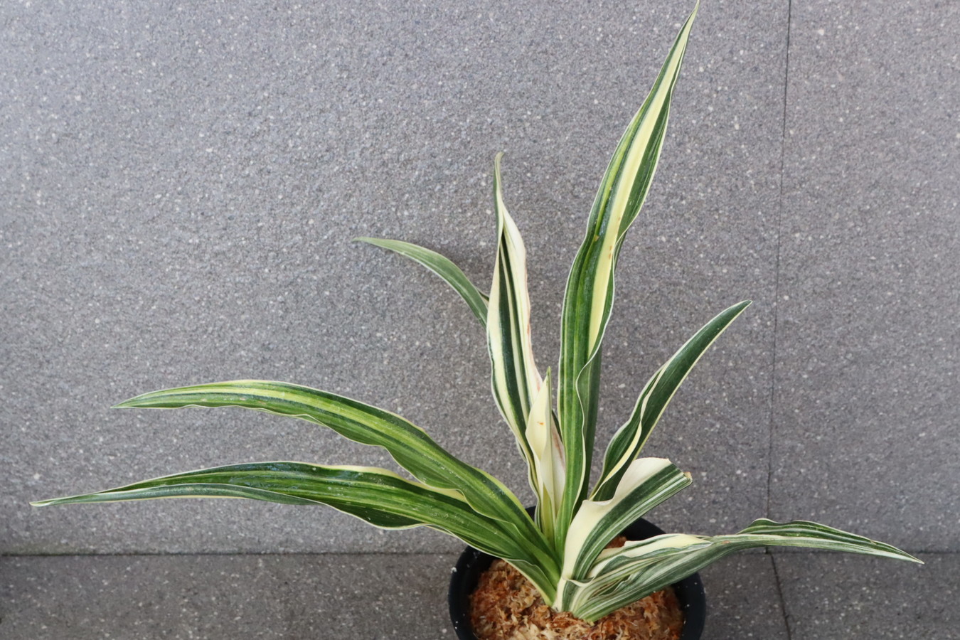 6492, おどり鶴　縞覆輪　1482,　金龍閣と見まがう芸みせる　縞最上！【はきずはきれ非常に多い大特価！】※春から秋は生長期なので姿は変わっていきます