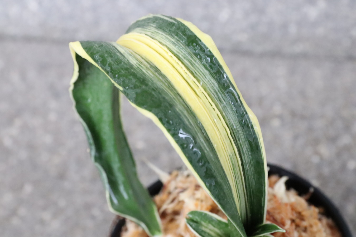 豊明園 / 獅子系