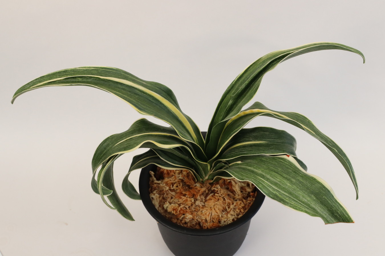 6682,錦明鳳(きんめいほう)　1426,　斑よい超希少種！歴史の生き証人！【はきずはきれ多い特価！】※春から秋は生長期なので姿は変わっていきます