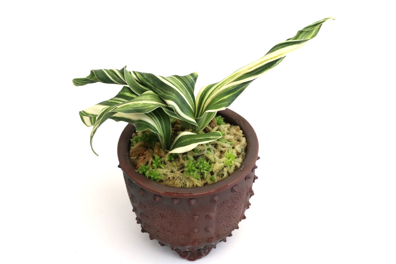 豊明園 / 獅子系