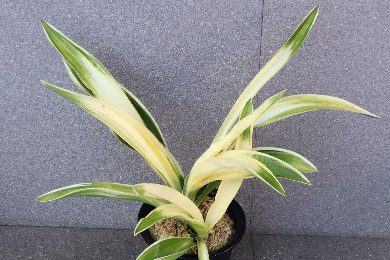 5639,外輪山(がいりんざん)　1473,　日づくり！スパルタ作り！最上！　【はきずはきれ多い大特価！】　※春から秋は生長期なので姿は変わっていきます