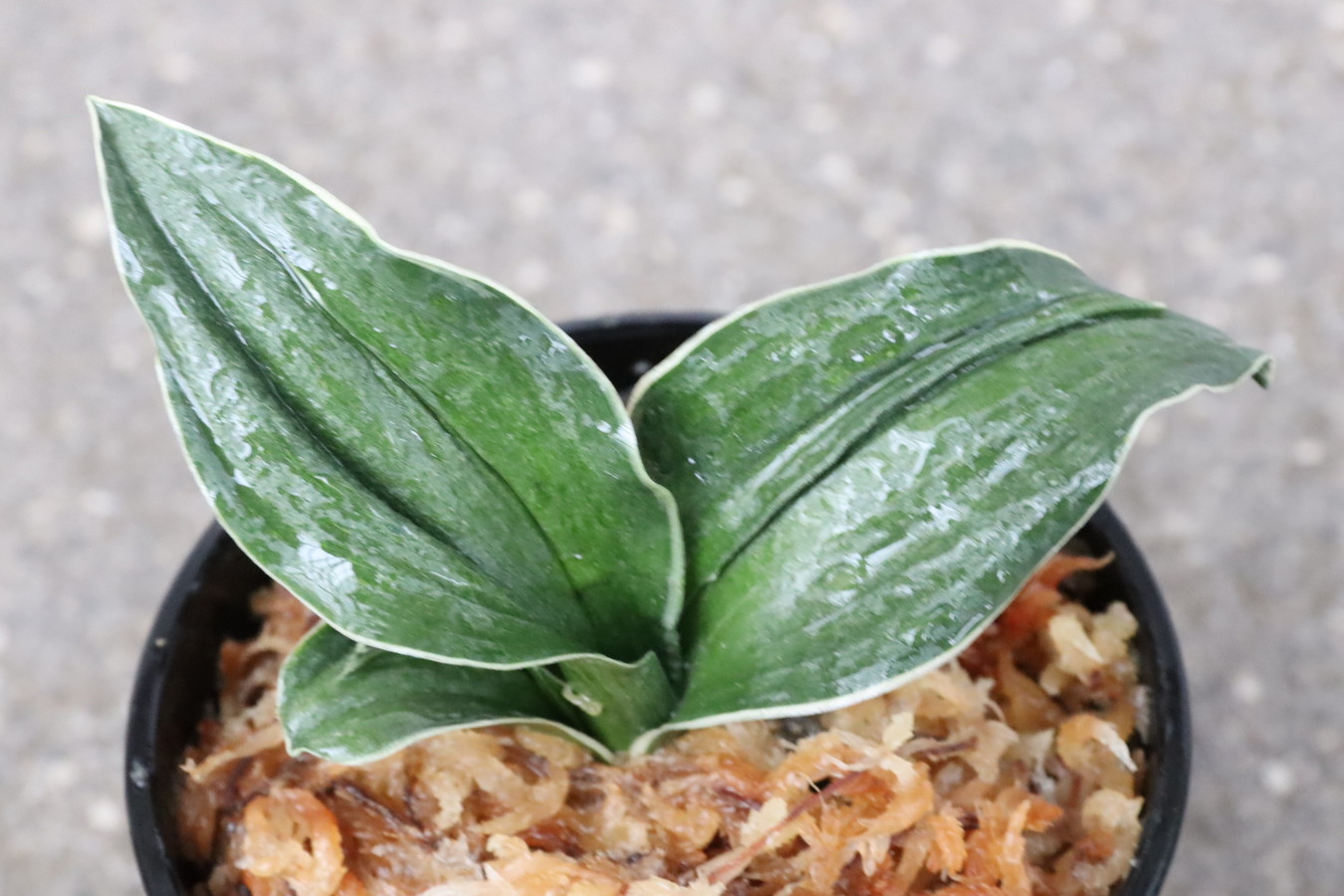 8151,嶺雲(りょううん)　覆輪深い　元芋吹き上がり　【はきずはきれ多い大特価！】※春から秋は生長期なので姿は変わっていきます