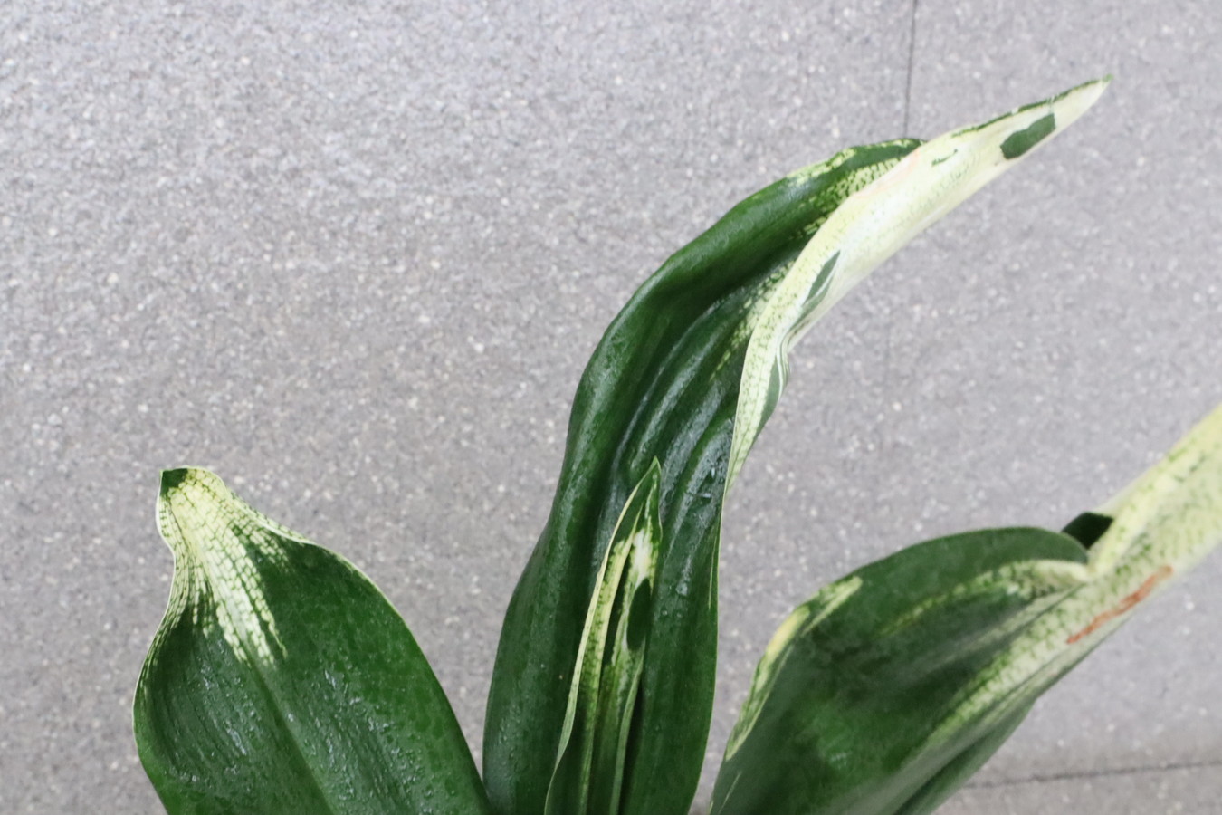 5601,残雪(ざんせつ)　特級　江戸　【はきずはきれ多い大特価！】※春から秋は生長期なので姿は変わっていきます