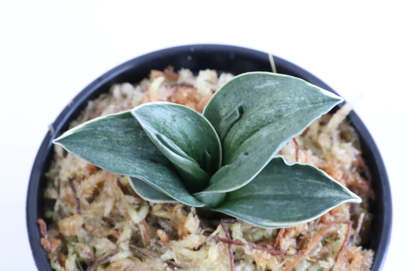 8253,寿山(じゅざん)　1391,　【最初の1枚目の写真です】【はきずはきれ多い大特価！】※春から秋は生長期なので姿は変わっていきます