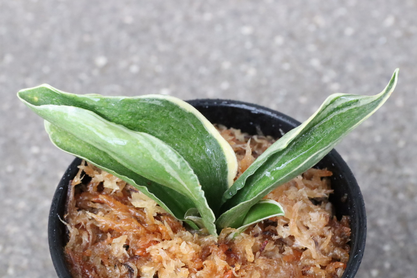 6717,諏訪錦(すわにしき)　【はきずはきれ多い大特価！】※春から秋は生長期なので姿は変わっていきます