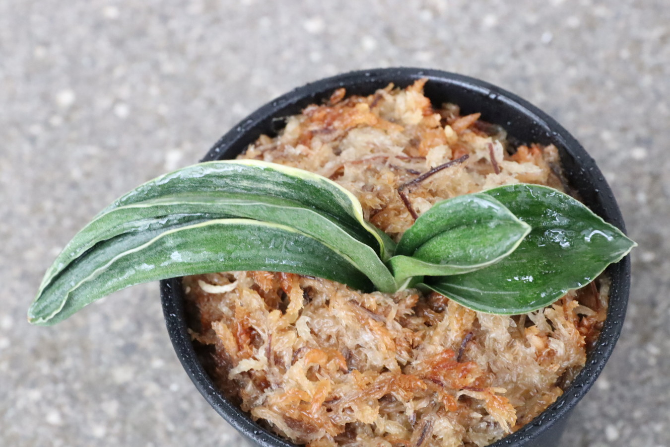 8198,嶺雲(りょううん)　【はきずはきれ多い大特価！！！】※春から秋は生長期なので姿は変わっていきます