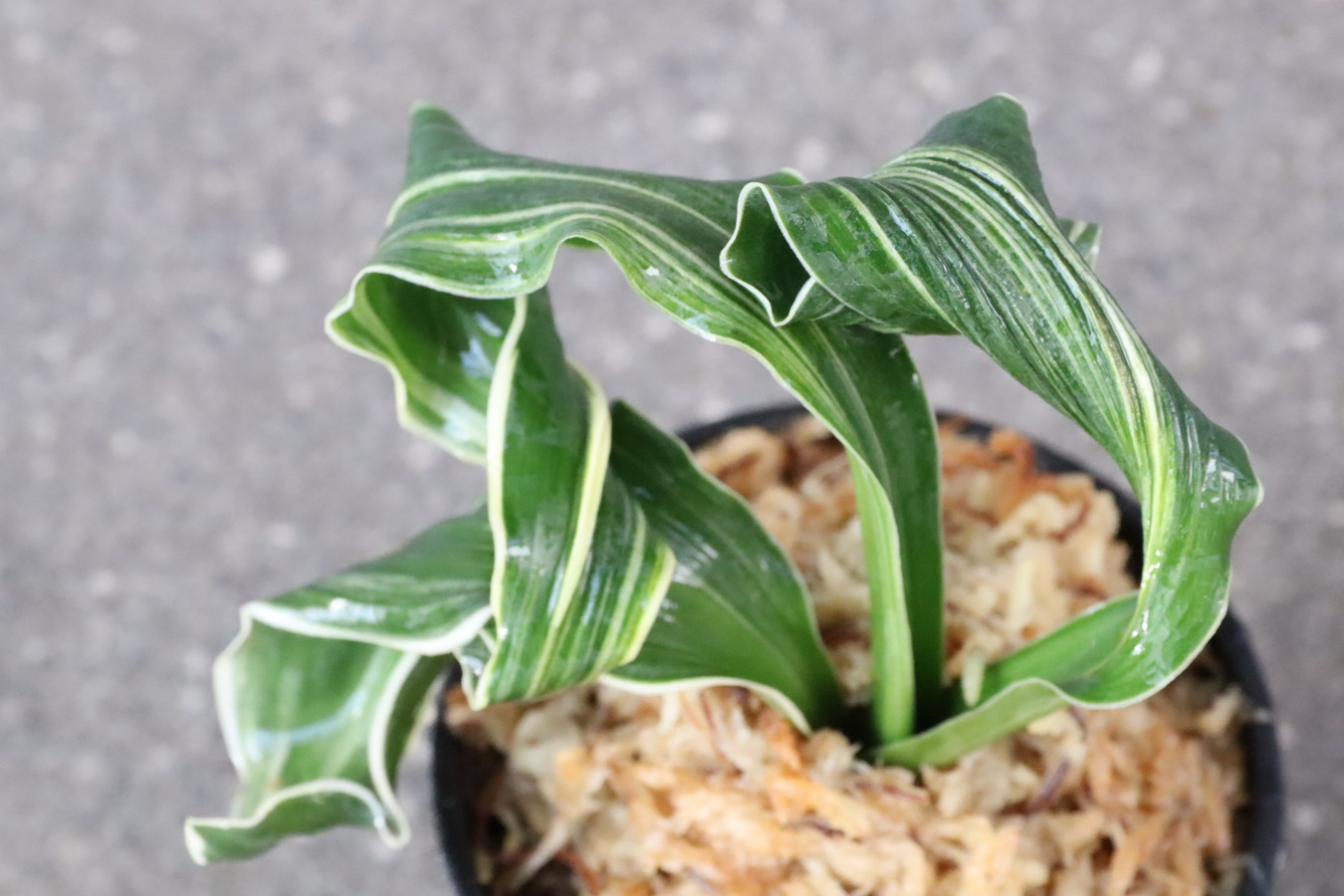 豊明園 / 獅子系