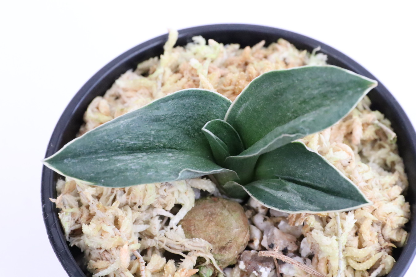 6448,栄光(えいこう)　1364,　希少種　特上吹き！　【はきずはきれ多い大特価】※春から秋は生長期なので姿は変わっていきます