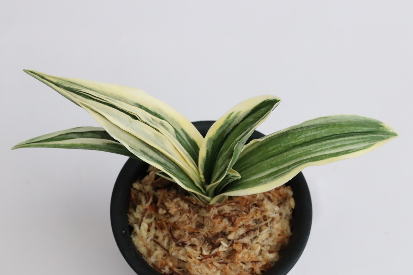 7084,春楽(しゅんらく)　1351,　雨当てたスパルタ作り！【はきずはきれ多い特価！】※春から秋は生長期なので姿は変わっていきます