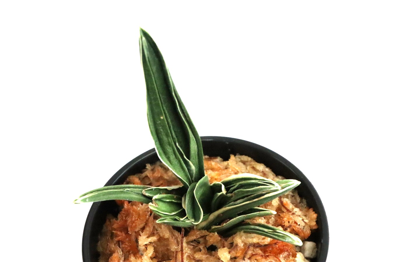 8864,寿楽殿(じゅらくでん)　1354,　希少種！　【はきずはきれ多い大特価！】※春から秋は生長期なので姿は変わっていきます