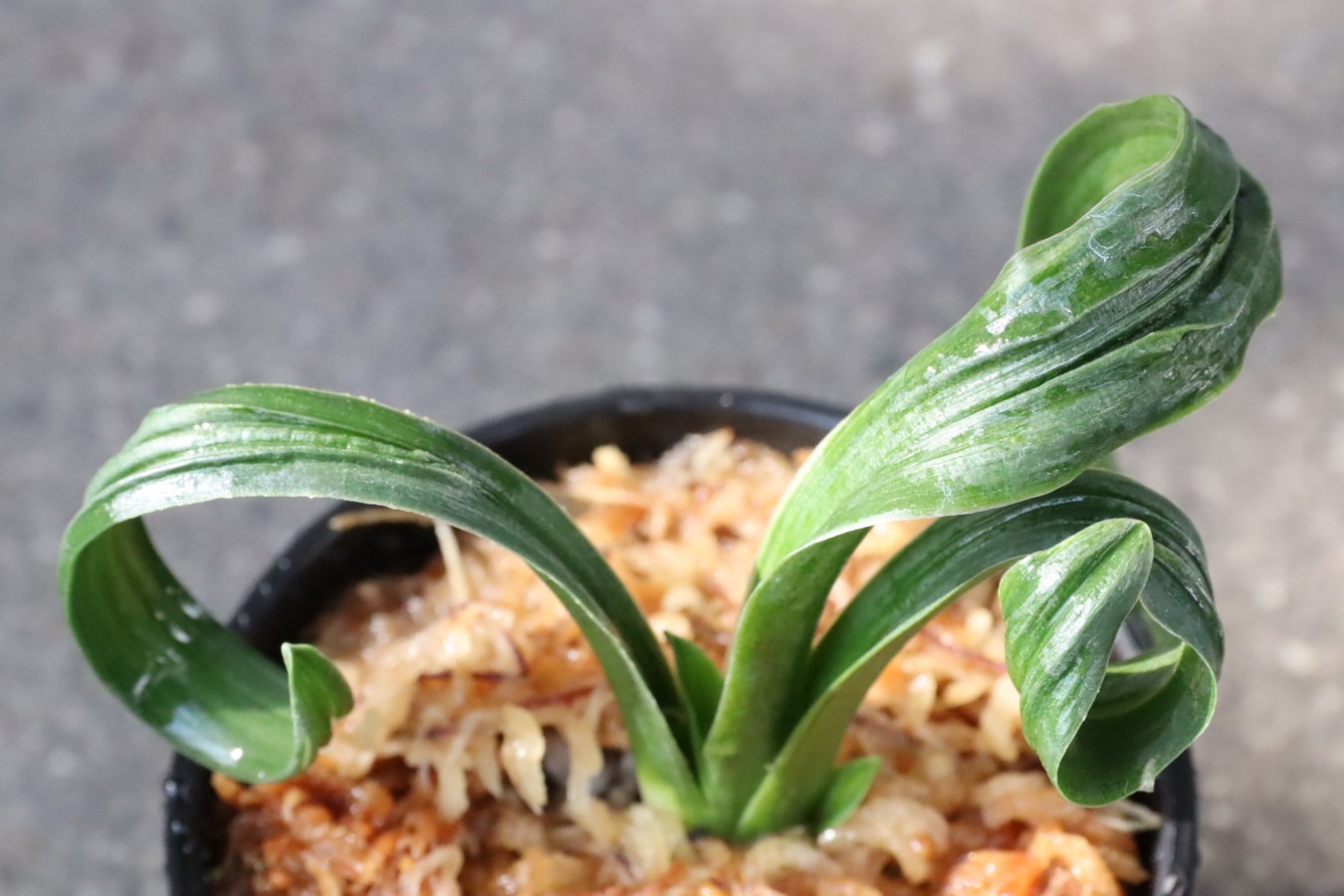 豊明園 / 獅子系