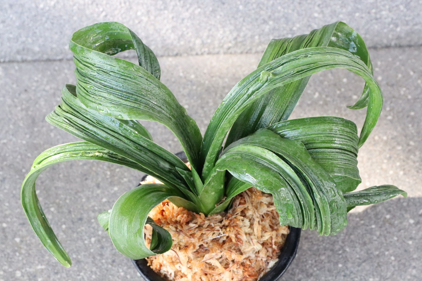 7144,胡麻羅紗獅子　黒蔵金剛(仮)　1523,　【はきずはきれ多い大特価】※春から秋は生長期なので姿は変わっていきます