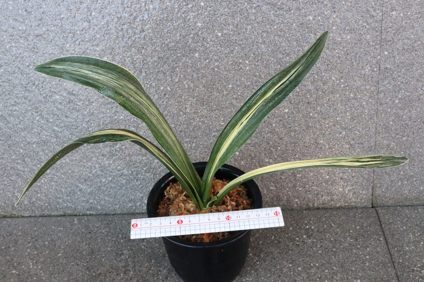 7112,黄金龍(仮)　特　強さ抜群！　【はきずはきれ多い大特価！】※春から秋は生長期なので姿は変わっていきます