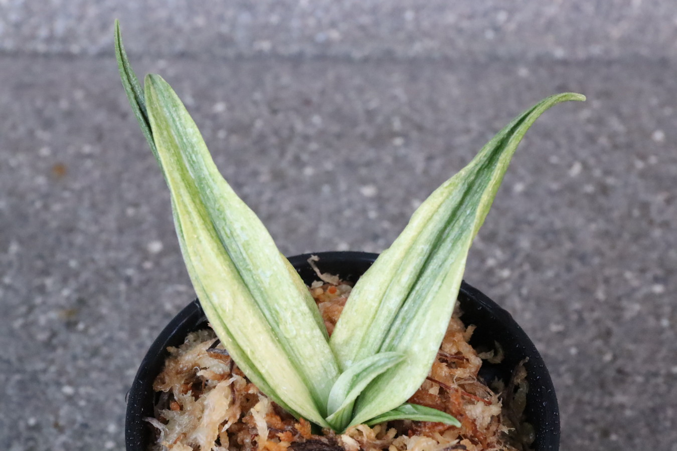 6363,関羽(かんう)　楊貴妃の兄弟　【はきずはきれ多い大特価！】※春から秋は生長期なので姿は変わっていきます