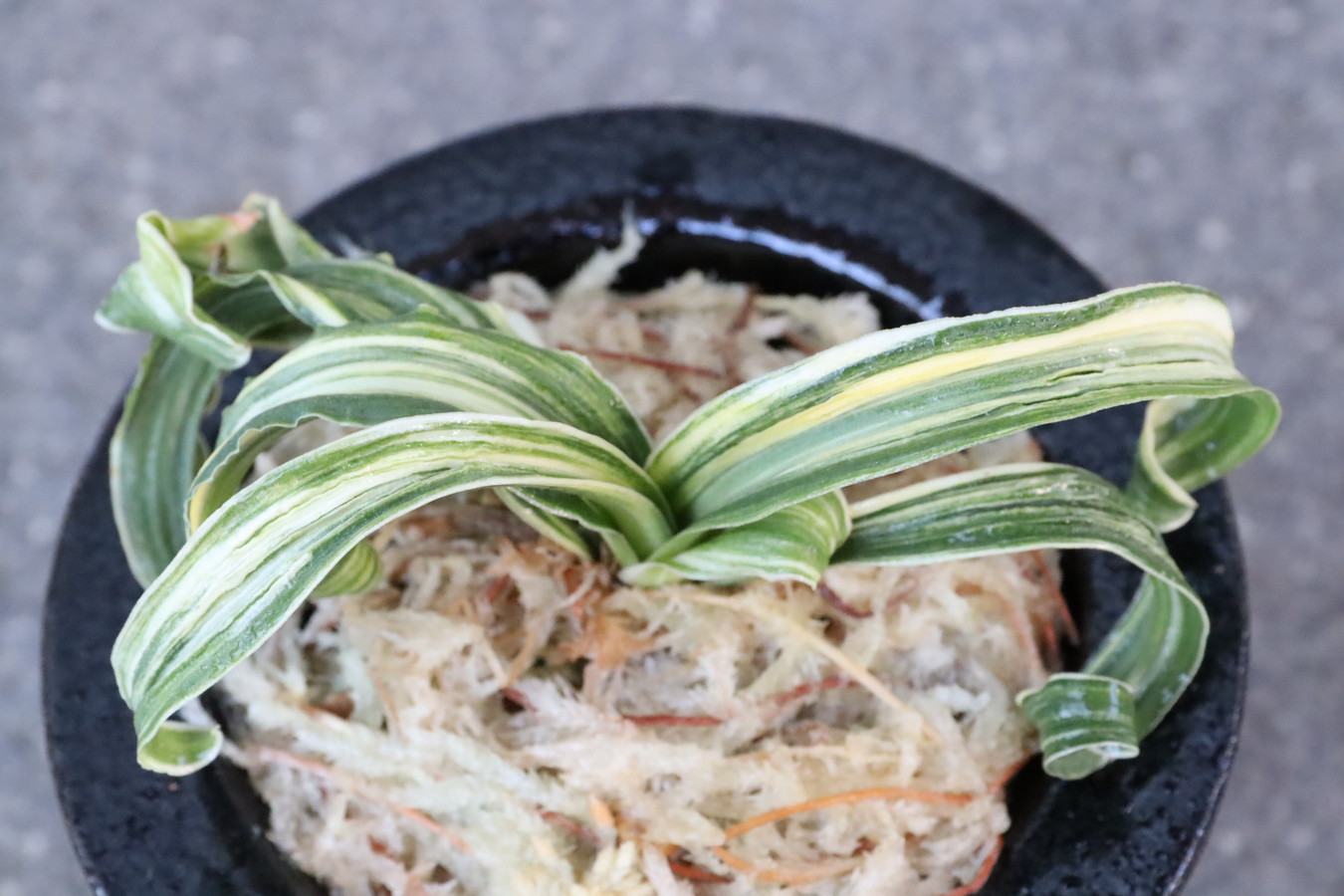 豊明園 / 獅子系