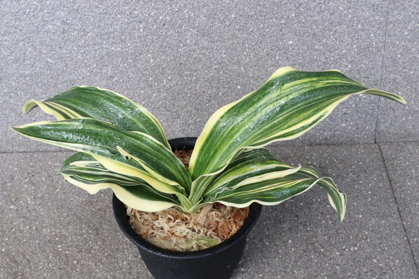 6388,錦麒麟(きんきりん)　1507,　全国2位！最上柄！大特価！！！【はきずはきれ多い大特価！】※春から秋は生長期なので姿は変わっていきます