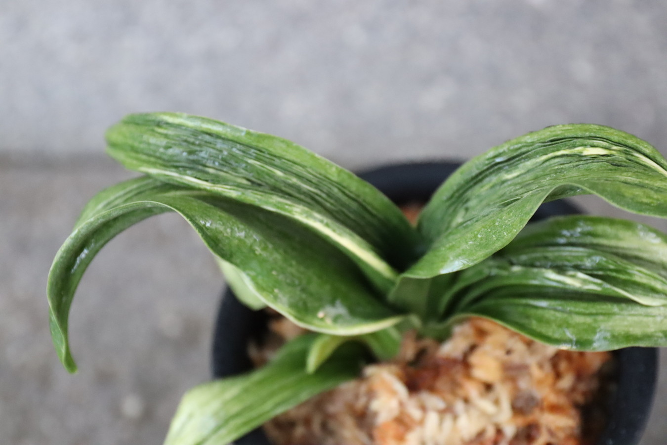 6703,飛鳥(あすか　仮)　太陽実生V　1本物　スパルタ作り【はきずはきれ大特価！】※春から秋は生長期なので姿は変わっていきます