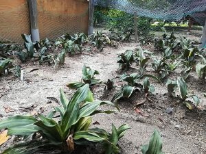 おもとの地植え おもとの豊明園 ほうめいえん