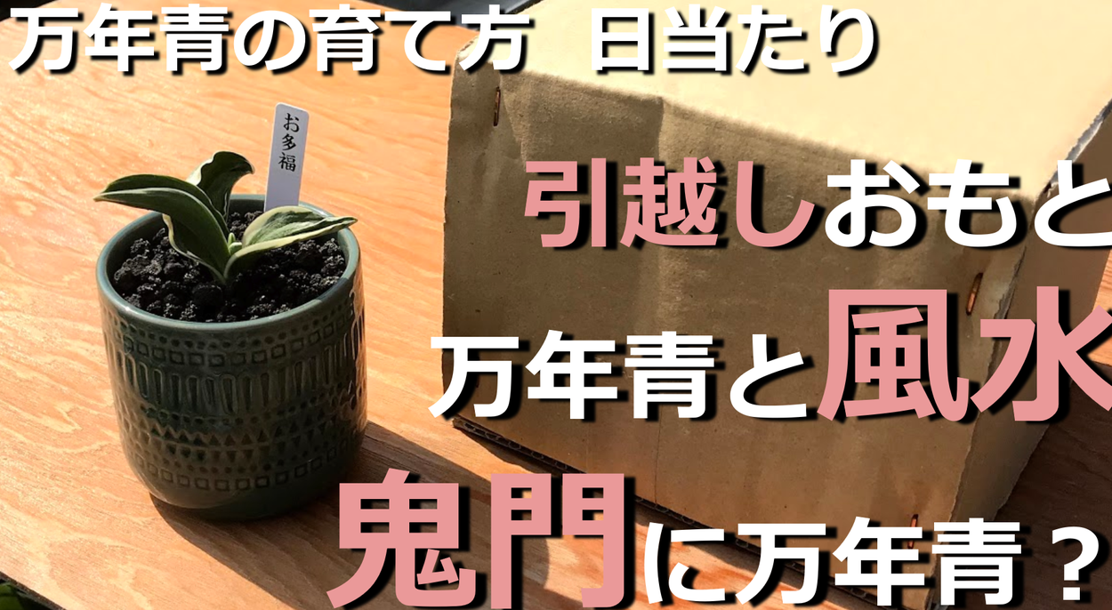 引越しおもと 方位 鬼門の北東に万年青を置く 日陰植物の万年青にぴったり おもとの豊明園 ほうめいえん