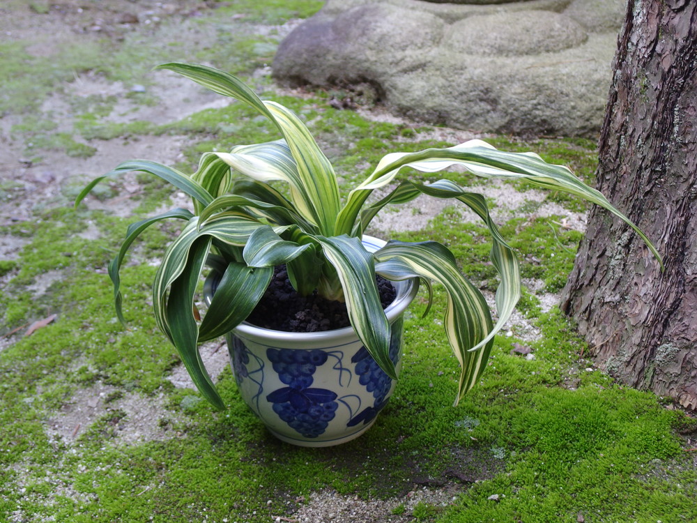 引越しおもと 方位 鬼門の北東に万年青を置く 日陰植物の万年青にぴったり おもとの豊明園 ほうめいえん