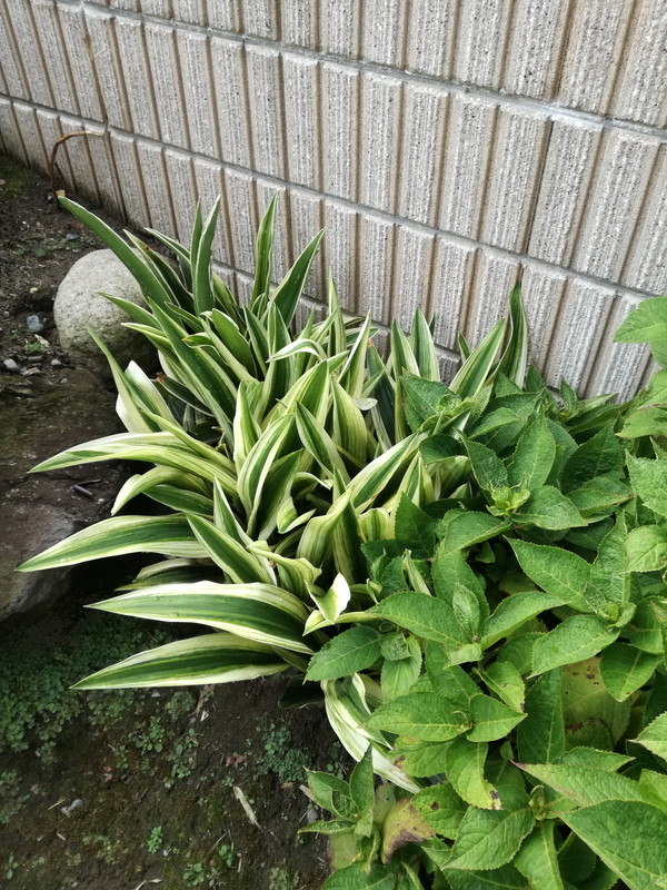 引越しおもと 方位 鬼門の北東に万年青を置く 日陰植物の万年青にぴったり おもとの豊明園 ほうめいえん