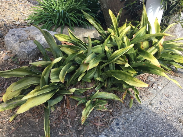 引越しおもと 方位 鬼門の北東に万年青を置く 日陰植物の万年青にぴったり おもとの豊明園 ほうめいえん