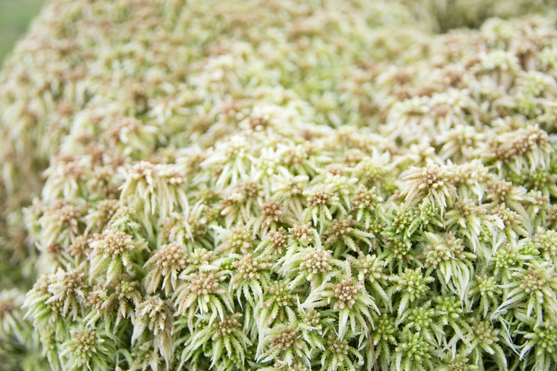 水苔の育て方 おもとの豊明園 ほうめいえん