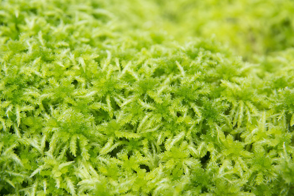 水苔の育て方 おもとの豊明園 ほうめいえん