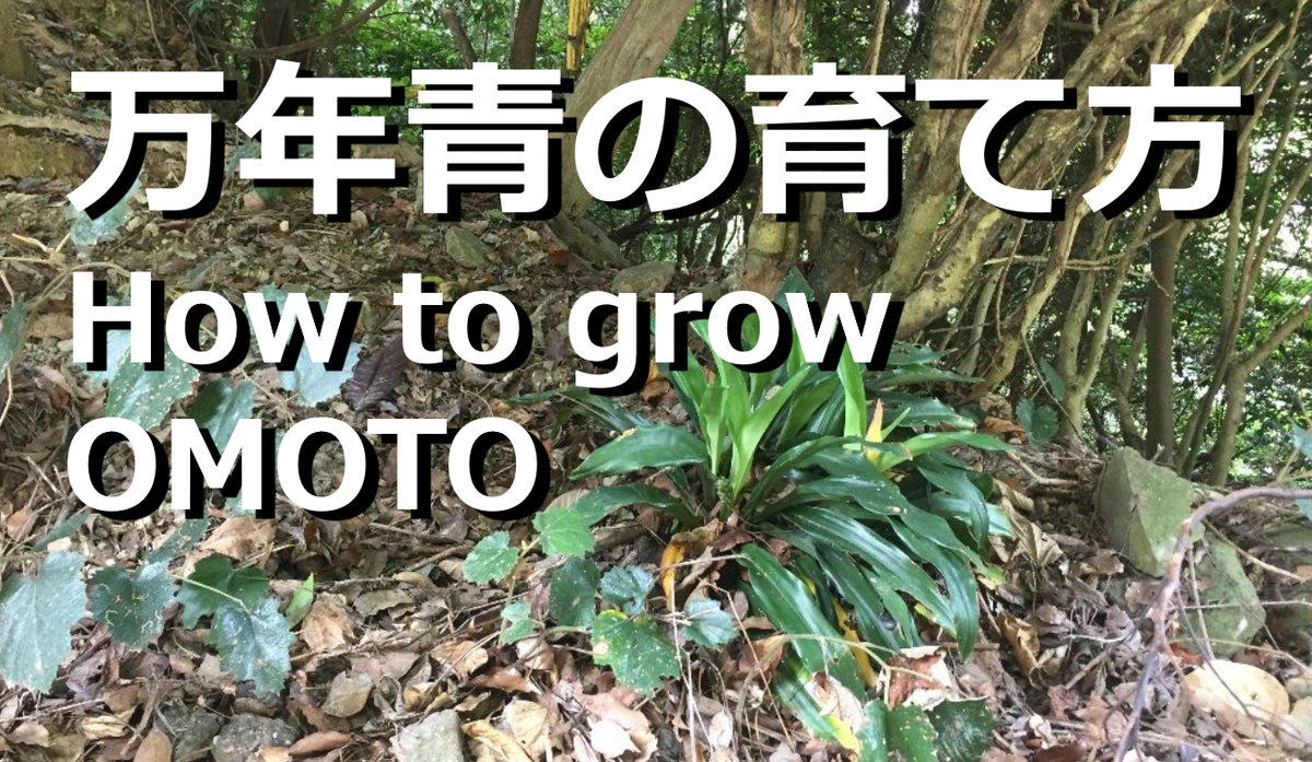 万年青の育て方 おもとの豊明園 ほうめいえん