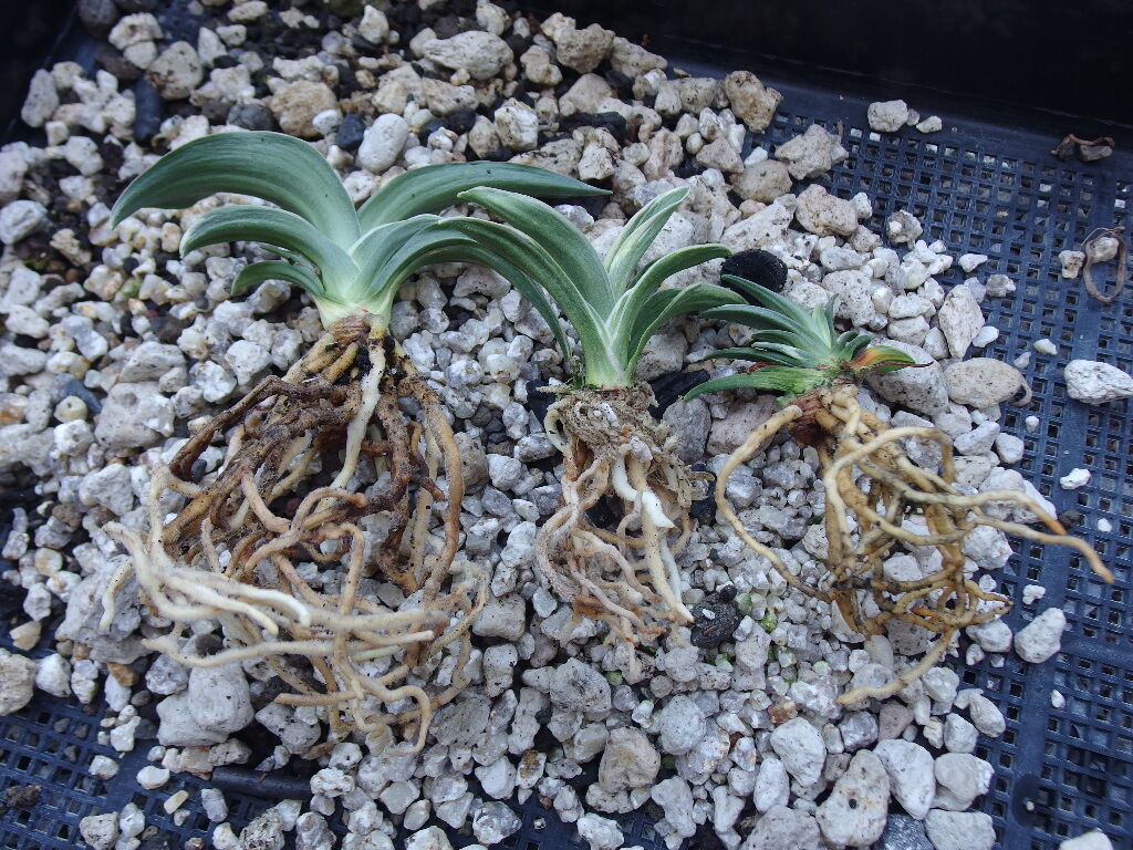 万年青の植え替え 土か 軽石か 砂利か おもとの豊明園 ほうめいえん