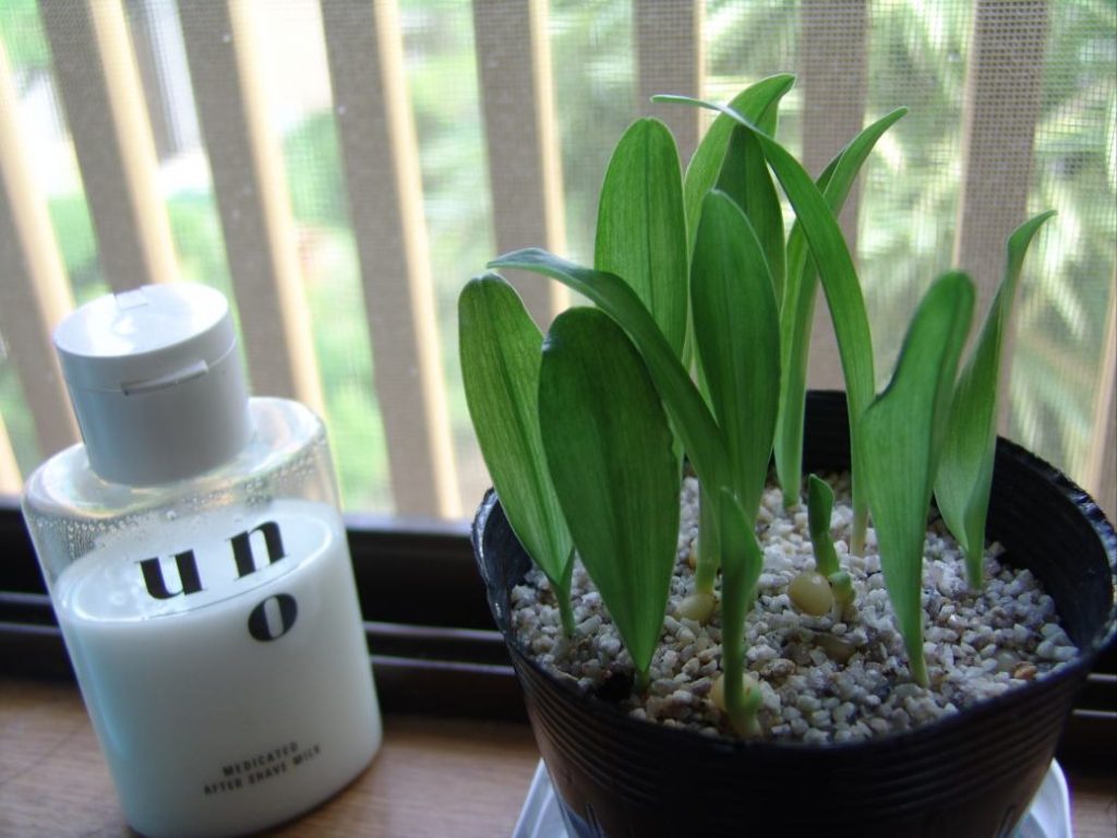 おもとの植え替え 完全版 仮 おもとの豊明園 ほうめいえん